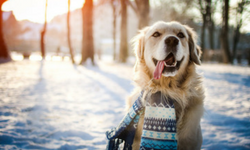 Tips for seniors to remain happy during the winter.