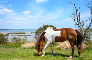 Horse by body of water