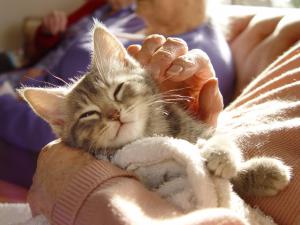 Senior petting cat